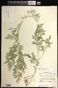 Selaginella sertata image