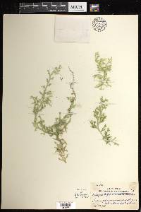 Selaginella schiedeana image