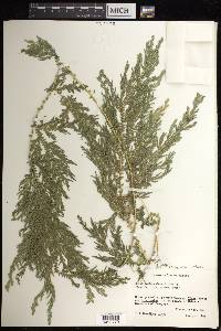 Selaginella stellata image