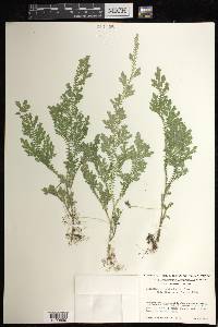 Selaginella schizobasis image