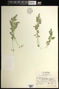 Selaginella stenophylla image