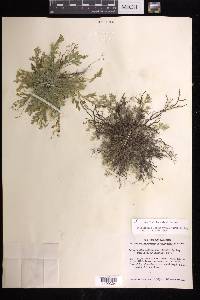 Selaginella pallescens image