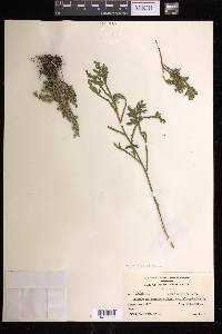 Selaginella pallescens image