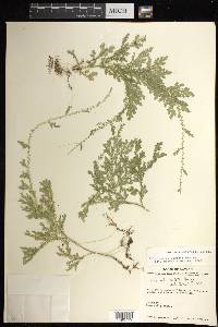 Selaginella sertata image