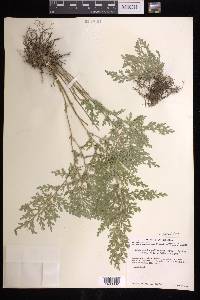 Selaginella pallescens image