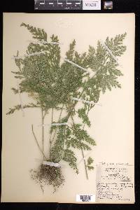 Selaginella pallescens image