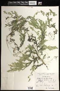 Selaginella schizobasis image