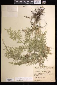 Selaginella pallescens image