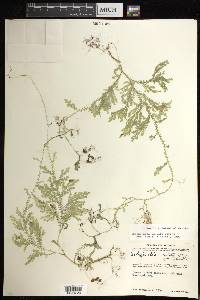 Selaginella sertata image