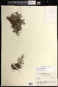 Selaginella wrightii image