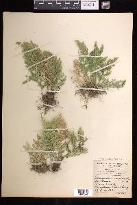 Selaginella pallescens image