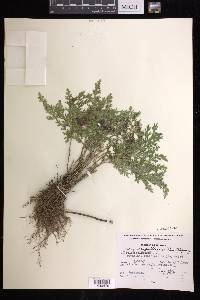 Selaginella pallescens image