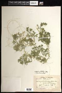 Selaginella silvestris image