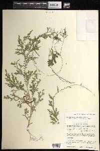 Selaginella sertata image