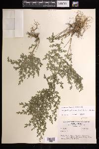 Selaginella pallescens image