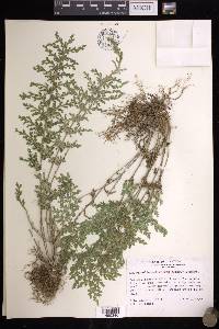 Selaginella pallescens image