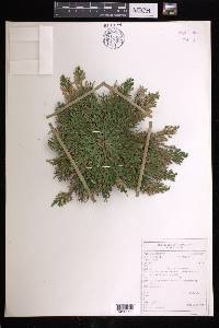 Selaginella lepidophylla image