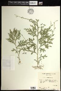 Selaginella sertata image