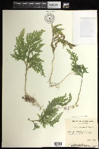 Selaginella stellata image