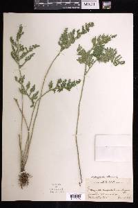 Selaginella pallescens image