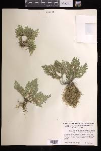 Selaginella pallescens image