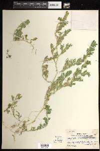 Selaginella silvestris image