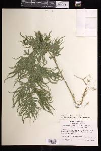 Selaginella plana image