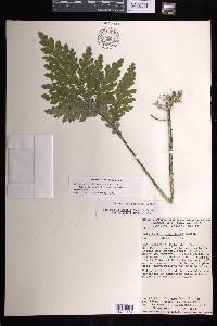 Selaginella illecebrosa image