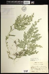 Selaginella stellata image