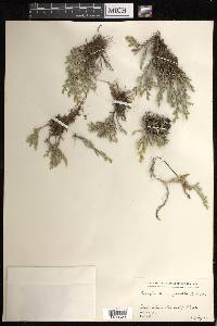 Selaginella rupincola image