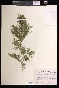 Selaginella plana image