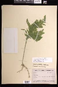 Selaginella illecebrosa image