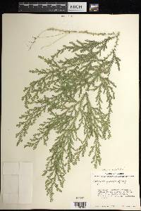 Selaginella stellata image