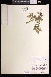 Selaginella pallescens image