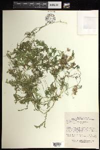 Selaginella sertata image