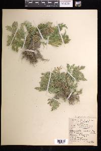 Selaginella pallescens image