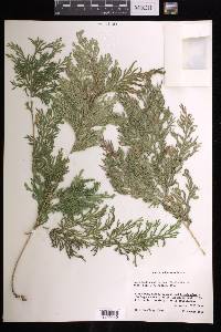 Selaginella pallescens image