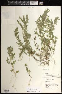 Selaginella stenophylla image