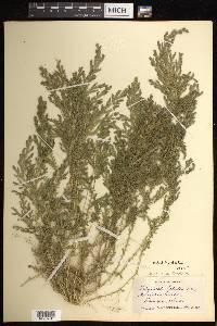 Selaginella stellata image