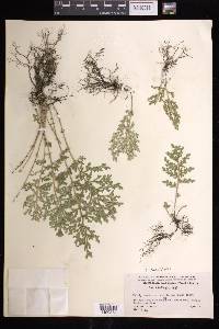 Selaginella pallescens image