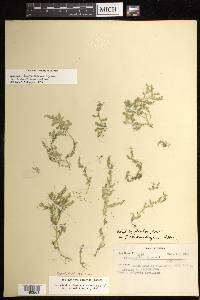 Selaginella tenella image