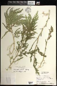 Selaginella stellata image