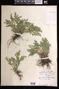 Selaginella pallescens image