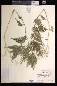 Selaginella plana image