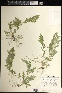 Selaginella stenophylla image