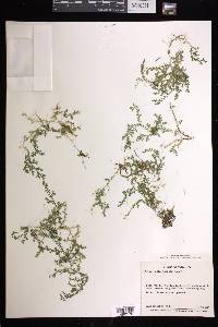 Selaginella intacta image