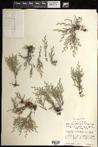 Selaginella rupincola image