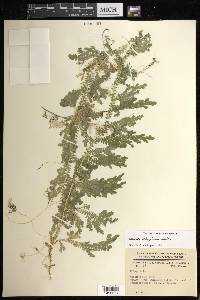 Selaginella schizobasis image