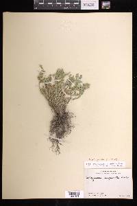 Selaginella pallescens image