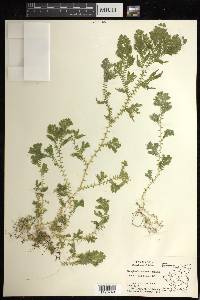 Selaginella silvestris image